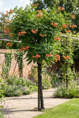 Campsis tagliabuana 'Indian Summer' halvstamme