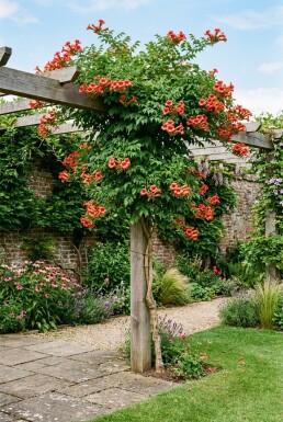 Campsis tagliabuana 'Mme Galen' opstammet