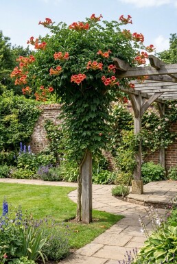 Campsis tagliabuana 'Mme Galen' opstammet