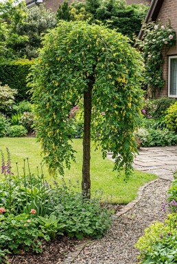 Caragana arborescens 'Pendula' halvstamme 120 cm C10