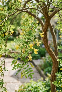 Caragana arborescens 'Pendula' halvstamme 120 cm C10