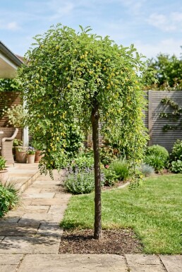 Caragana arborescens 'Walker' Halvstamme