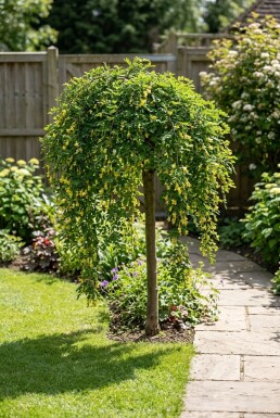 Caragana arborescens 'Walker' Halvstamme