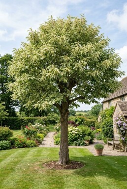 Castanea sativa 'Variegata' halvstamme 120 cm C10