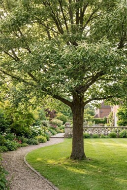 Castanea sativa 'Variegata' halvstamme 120 cm C10