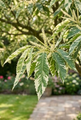 Castanea sativa 'Variegata' halvstamme 120 cm C10