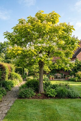 Catalpa bignonioides 'Aurea' halvpodet 150 cm C10