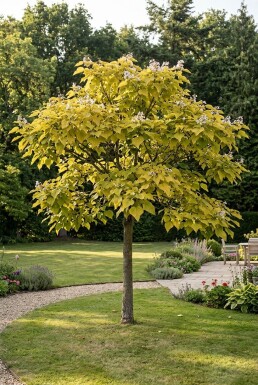 Catalpa bignonioides 'Aurea' halvpodet 150 cm C10