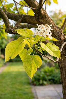 Catalpa bignonioides 'Aurea' halvpodet 150 cm C10