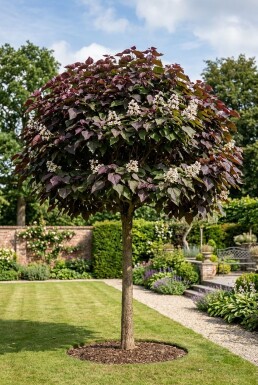 Catalpa erubescens 'Purpurea' halvstamme stammehøjde 120 cm C10