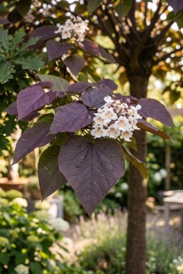 Catalpa erubescens 'Purpurea' halvstamme stammehøjde 120 cm C10