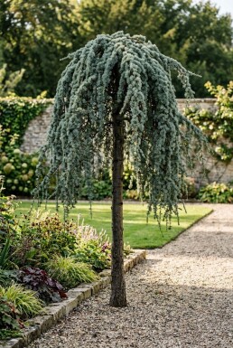 Cedrus atlantica 'Glauca Pendula' På stamme