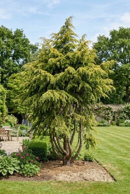 Cedrus deodara 'Aurea' busk