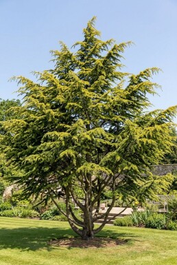 Cedrus deodara 'Aurea' busk