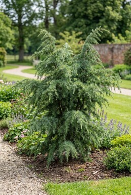 Cedrus deodara 'Eisregen' Busk