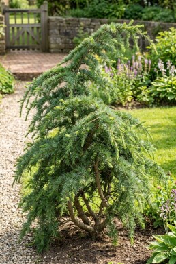 Cedrus deodara 'Eisregen' Busk