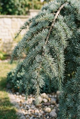 Cedrus deodara 'Feelin' Blue' Busk