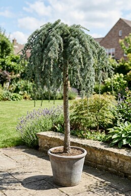 Cedrus deodara 'Feelin' Blue' På stamme