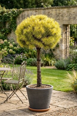 Cedrus deodara 'Lime Glow' på stamme