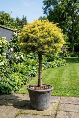 Cedrus deodara 'Lime Glow' på stamme