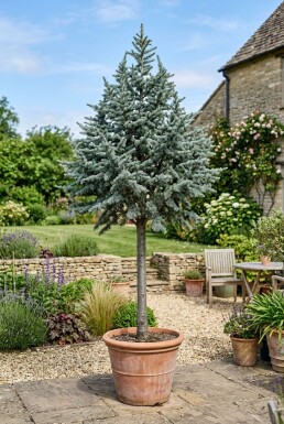 Cedrus libani 'Glauca' på stamme