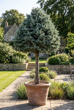 Cedrus libani 'Glauca' på stamme