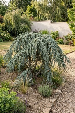 Cedrus libani 'Glauca Pendula' Busk