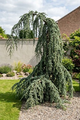 Cedrus libani 'Glauca Pendula' Busk