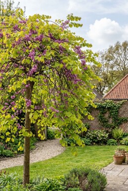 Cercis canadensis 'Golden Falls' fjerform 125-150 cm C10
