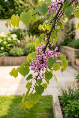 Cercis canadensis 'Golden Falls' fjerform 125-150 cm C10