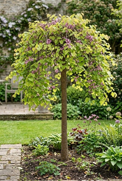 Cercis canadensis 'Golden Falls' halvstamme 120 cm C12