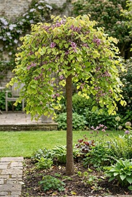 Cercis canadensis 'Golden Falls' halvstamme 120 cm C12