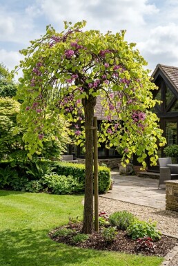 Cercis canadensis 'Golden Falls' halvstamme 120 cm C12
