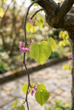 Cercis canadensis 'Golden Falls' halvstamme 120 cm C12