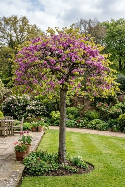 Cercis canadensis 'Traveller' halvstamme stammehøjde 120 cm C12