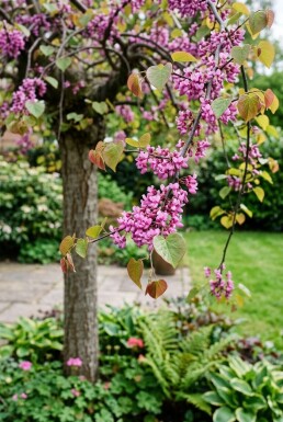 Cercis canadensis 'Traveller' halvstamme stammehøjde 120 cm C12