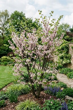 Cercis chinensis 'Shirobana' Busk