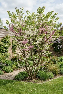 Cercis chinensis 'Shirobana' Busk