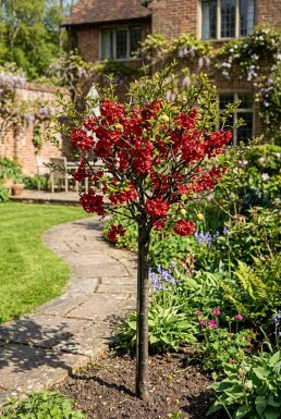 Chaenomeles superba 'Nicoline' Stammet