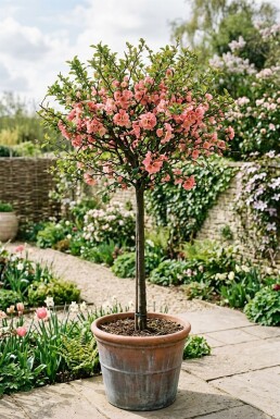 Chaenomeles superba 'Pink Lady' Stammet