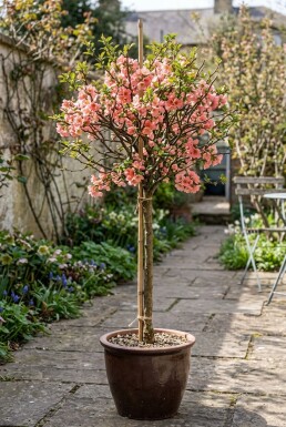 Chaenomeles superba 'Pink Lady' Stammet