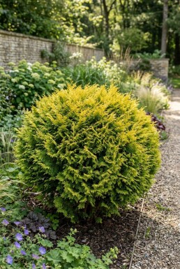 Chamaecyparis 'Butterball' Busk