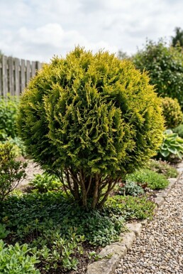 Chamaecyparis 'Butterball' Busk