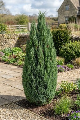Chamaecyparis lawsoniana 'Ellwoodii' Busk
