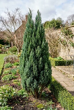 Chamaecyparis lawsoniana 'Ellwoodii' Busk