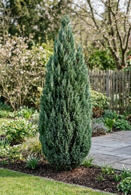 Chamaecyparis lawsoniana 'Ellwood's Empire' Busk 250