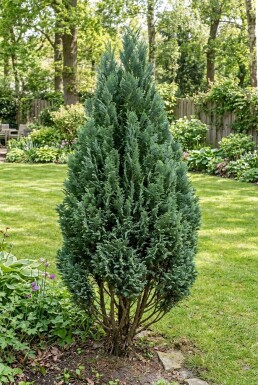 Chamaecyparis lawsoniana 'Ellwood's Empire' Busk 250