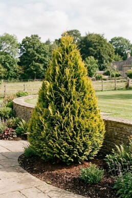 Chamaecyparis lawsoniana 'Ivonne' Busk