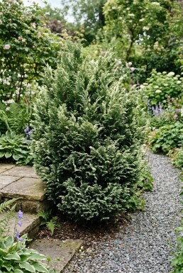 Chamaecyparis lawsoniana 'Pearly Swirls' Busk