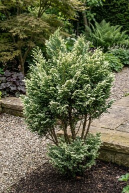 Chamaecyparis lawsoniana 'Pearly Swirls' Busk